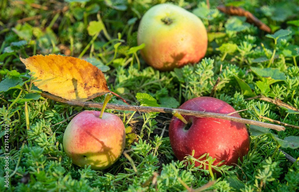 three apples on the grass in the evening three apples on the grass in the evening