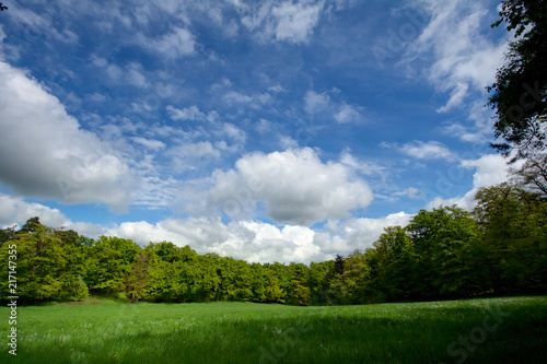 German forest with blue sky and clouds Edersee Germany