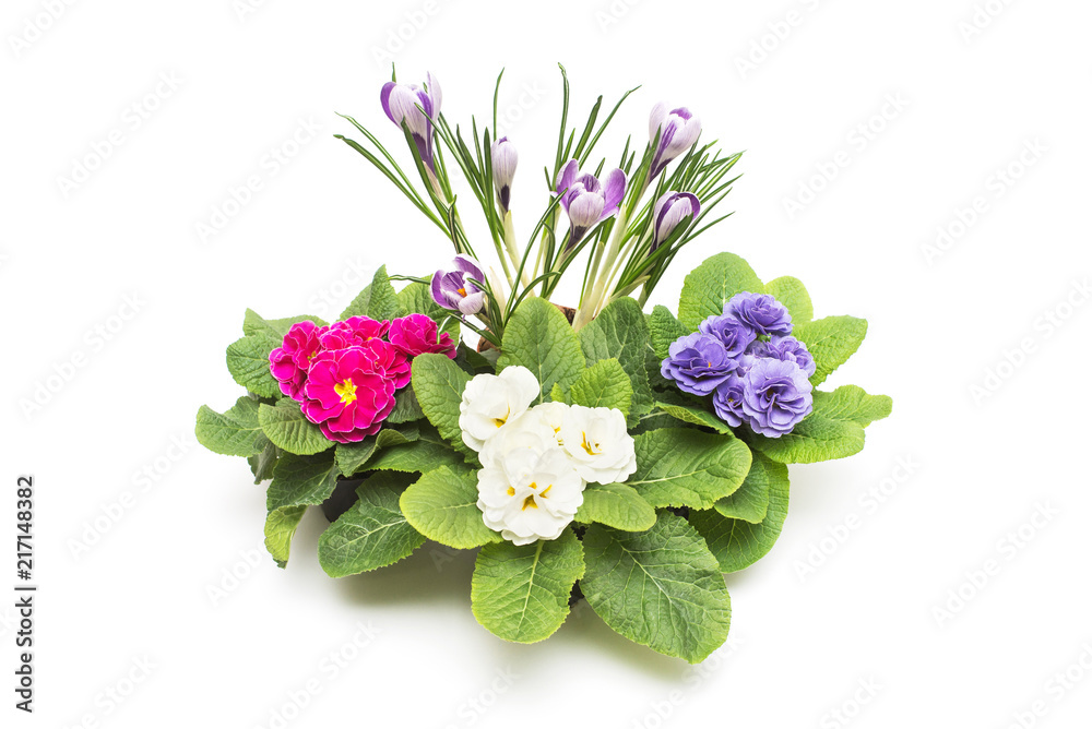 Three primroses in pots and crocus isolated on white background. Flowers pink, white and purple. Flat lay, top view