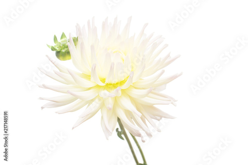 White flower dahlia isolated on white background. Flat lay, top view