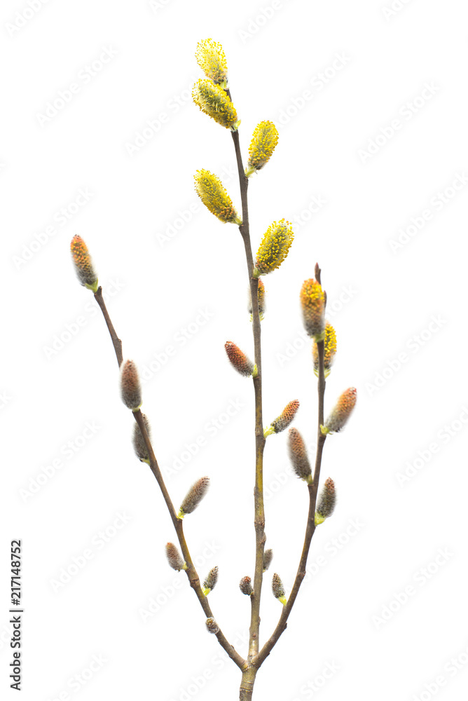Willow twigs isolated on white background. Spring flowering of trees. Flowers. Blossom. Flat lay, top view Willow twigs isolated on white background. Spring flowering of trees. Flowers. Blossom. Flat lay, top view