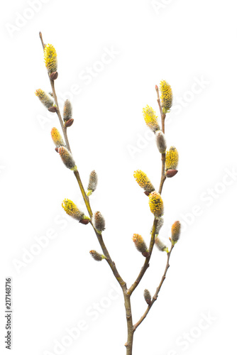 Willow twigs isolated on white background. Spring flowering of trees. Flowers. Blossom. Flat lay, top view