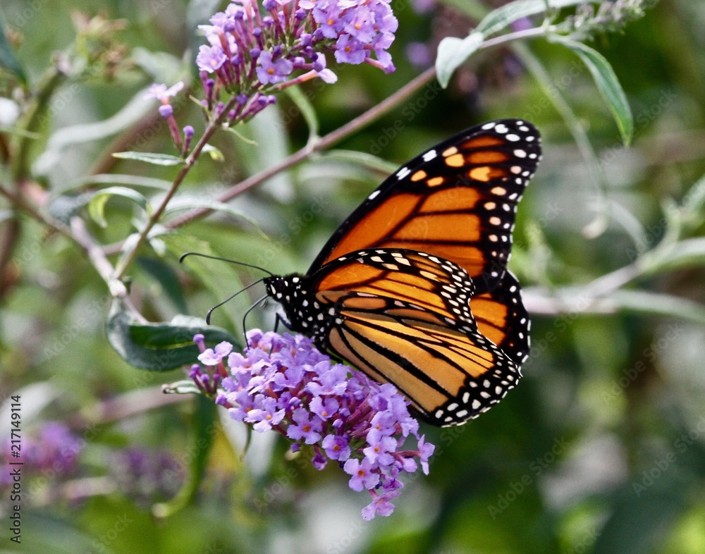 Obraz premium Summer Butterflies 5