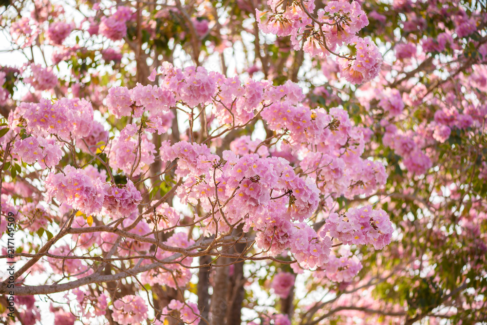 Tabebuia rosea is a Pink Flower neotropical tree Tabebuia rosea is a Pink Flower neotropical tree