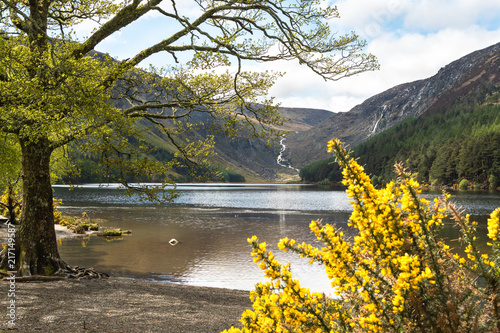 Upper Lake in late Spring, Glendalough, Co. Wicklow, Ireland. A tree and yellow gorse in the foreground. photo