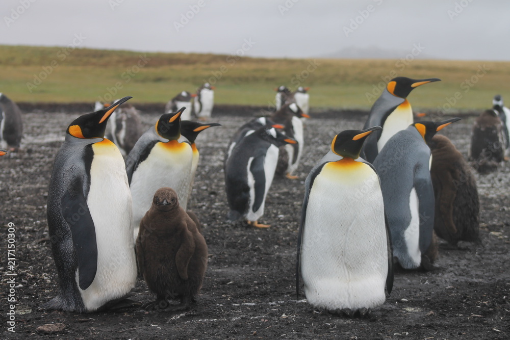 Fototapeta premium Pinguine auf den Falklandinseln