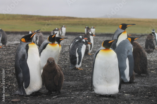 Pinguine auf den Falklandinseln