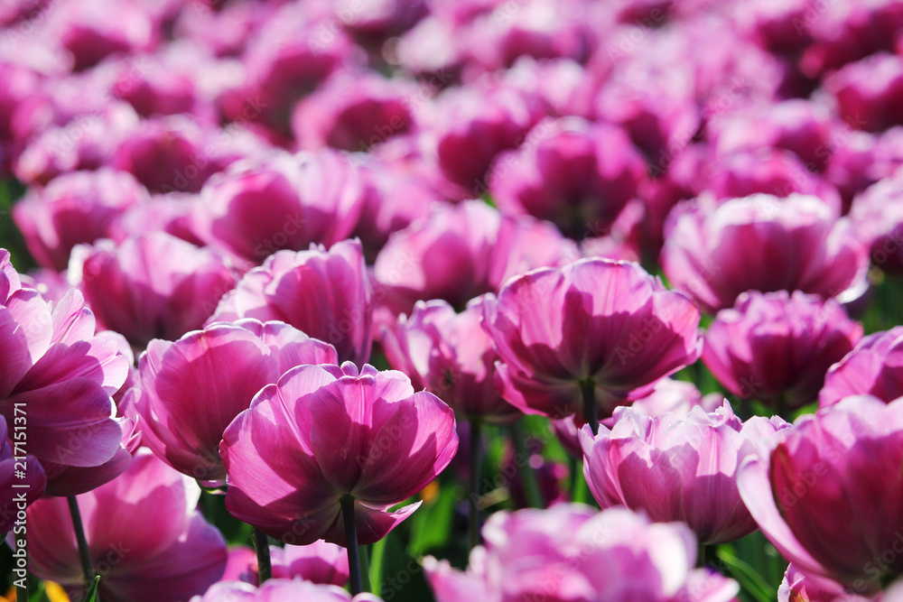 Fototapeta premium Pink tulip field