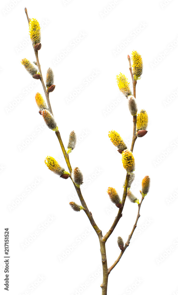 Willow twigs isolated on white background. Spring flowering of trees. Flowers. Blossom. Flat lay, top view Willow twigs isolated on white background. Spring flowering of trees. Flowers. Blossom. Flat lay, top view