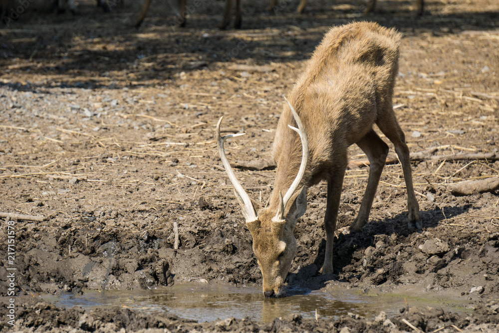 Foto Deer in dry land