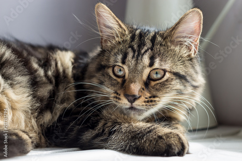 Relaxing Young British Tabby Cat Kitten