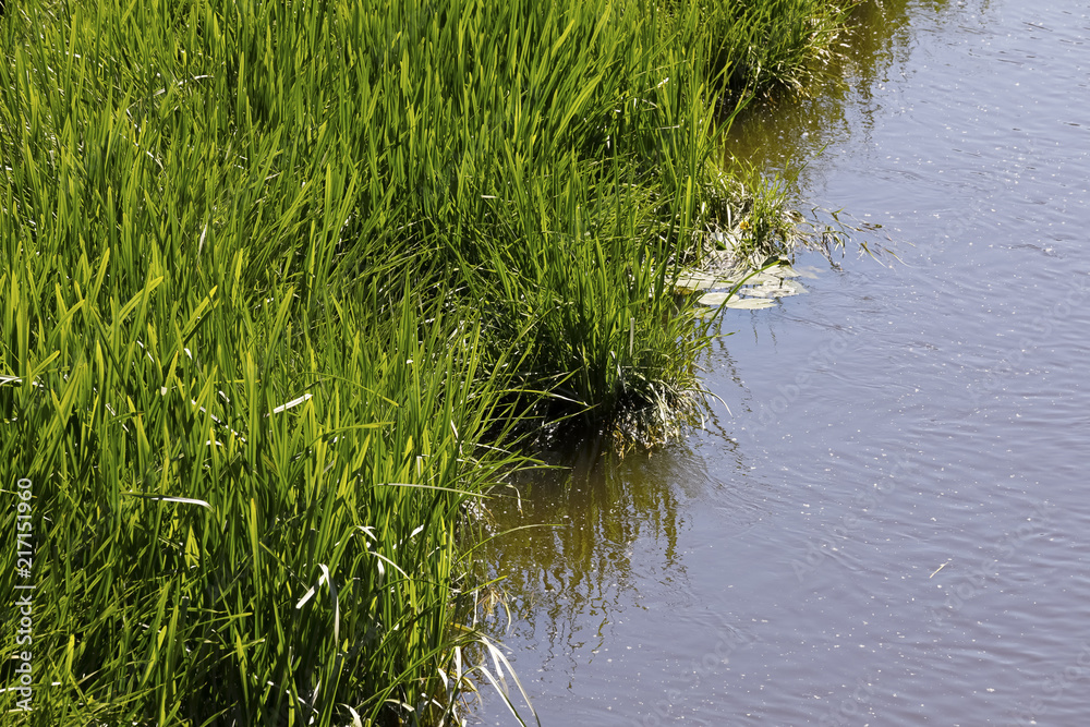 Obraz premium Green grass growing in the wild along the River Parseta