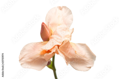 Fototapeta Naklejka Na Ścianę i Meble -  Beautiful yellow-pink iris flower isolated on white background. Macro photo. Flat lay, top view