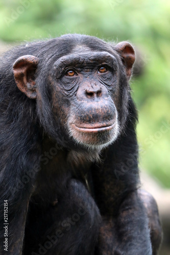 Chimpanzee close-up portrait © Edwin Butter