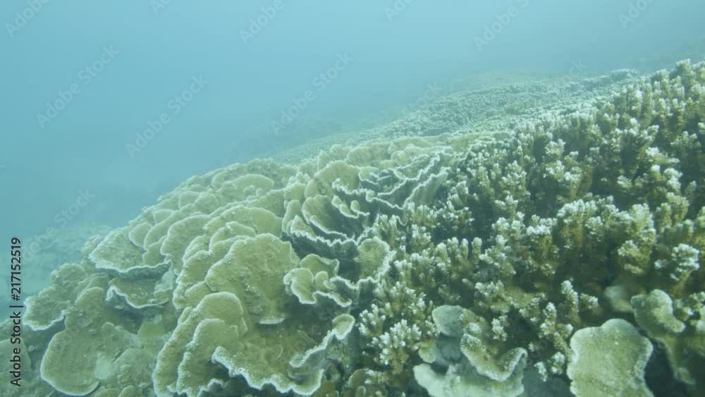 An underwater shot of corals and fish. An underwater shot of corals and fish.