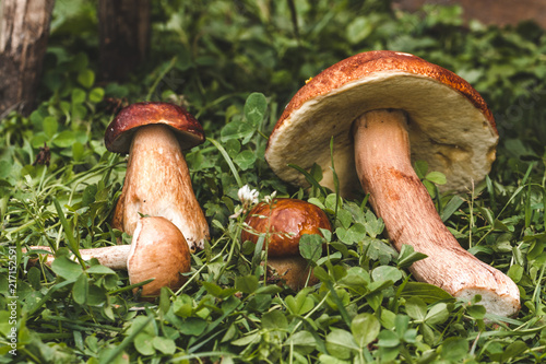 Forest, autumn mushrooms on the grass. Harvesting mushrooms.