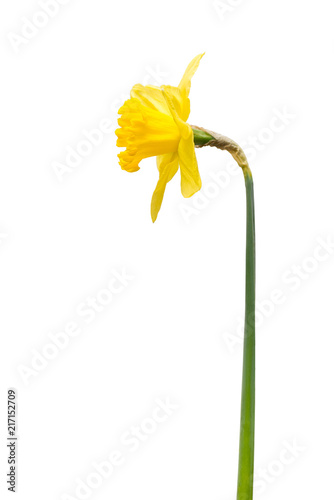 Fototapeta Naklejka Na Ścianę i Meble -  Yellow daffodil flower isolated on white background. Flat lay, top view