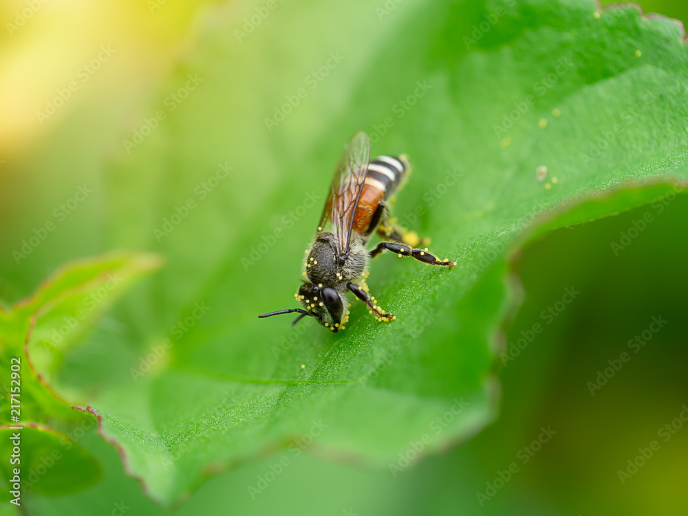 small bee with pollen on the legs