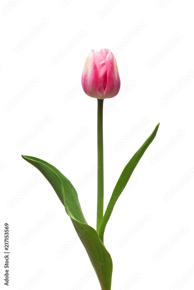 One pink tulip flower isolated on white background. Still life, wedding. Flat lay, top view