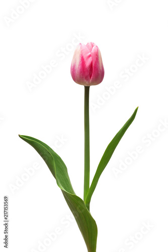 One pink tulip flower isolated on white background. Still life, wedding. Flat lay, top view