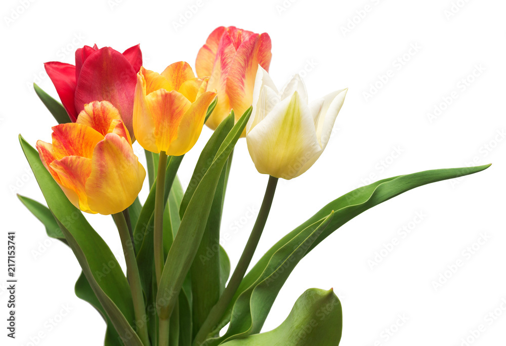Bouquet of colorful and beautiful tulips flowers isolated on white background. Still life, wedding. Flat lay, top view Bouquet of colorful and beautiful tulips flowers isolated on white background. Still life, wedding. Flat lay, top view