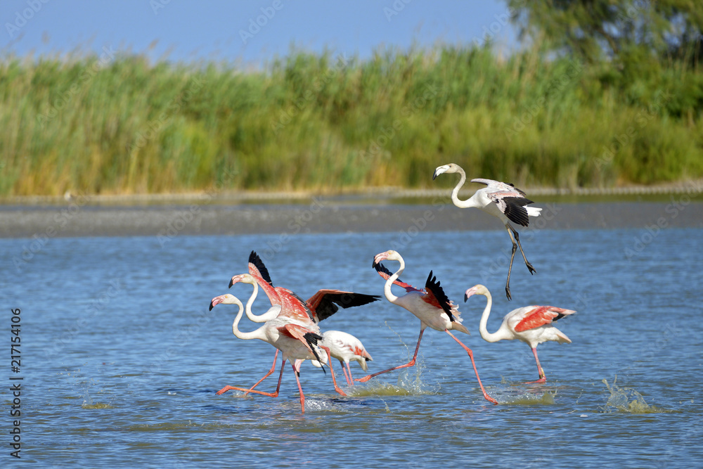 Fototapeta premium Flamingos running on water (Phoenicopterus ruber) after flying, in the Camargue is a natural region located south of Arles, France, between the Mediterranean Sea and the two arms of the Rhône delta