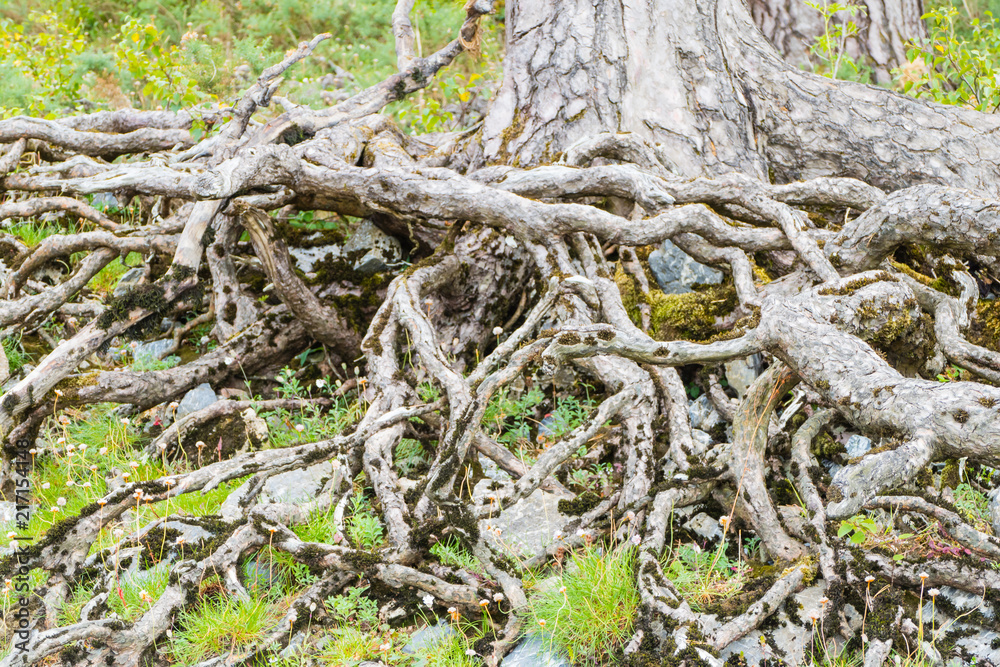 Wurzelwerk Baum Roots Tree Wurzelwerk Baum Roots Tree