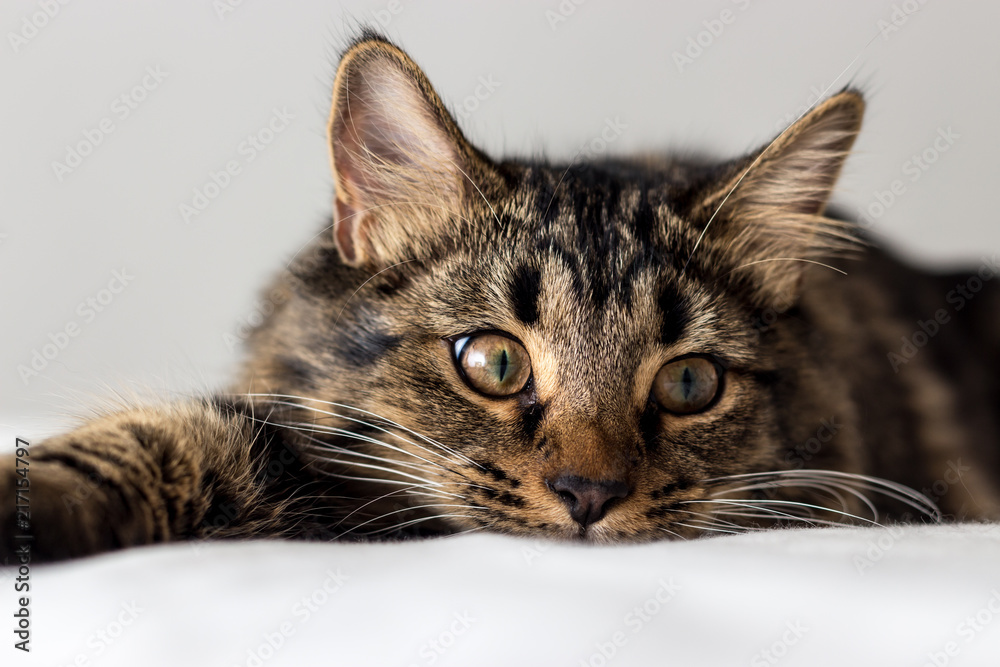 Playful Young Soft Tabby Cat Kitten Playful Young Soft Tabby Cat Kitten