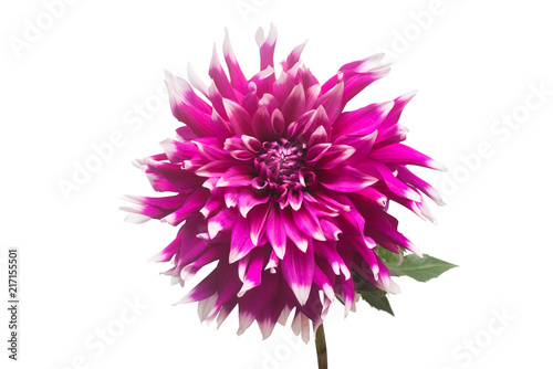 Fototapeta Naklejka Na Ścianę i Meble -  Dahlia flower in several colors macro isolated on white background. Botanical, concept, flora, idea. Flat lay, top view. Wedding, bride, love. Pink, purple
