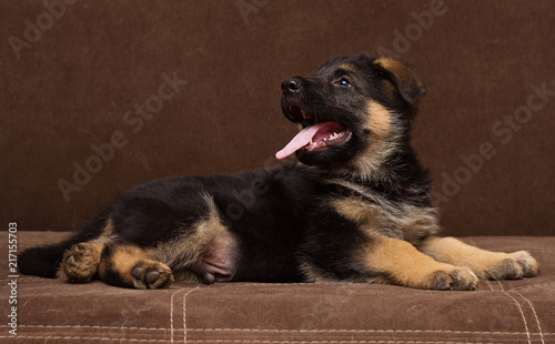 German Shepherd puppy at home