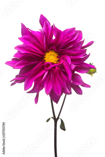 Fototapeta Naklejka Na Ścianę i Meble -  Purple dahlia flower macro isolated on white background. Botanical, concept, flora, idea. Flat lay, top view. Wedding, bride, love