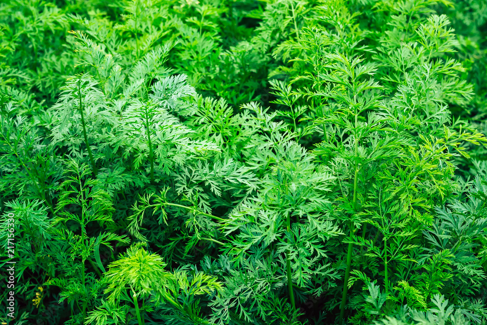 Young carrot background. Green carrot leaves as texture