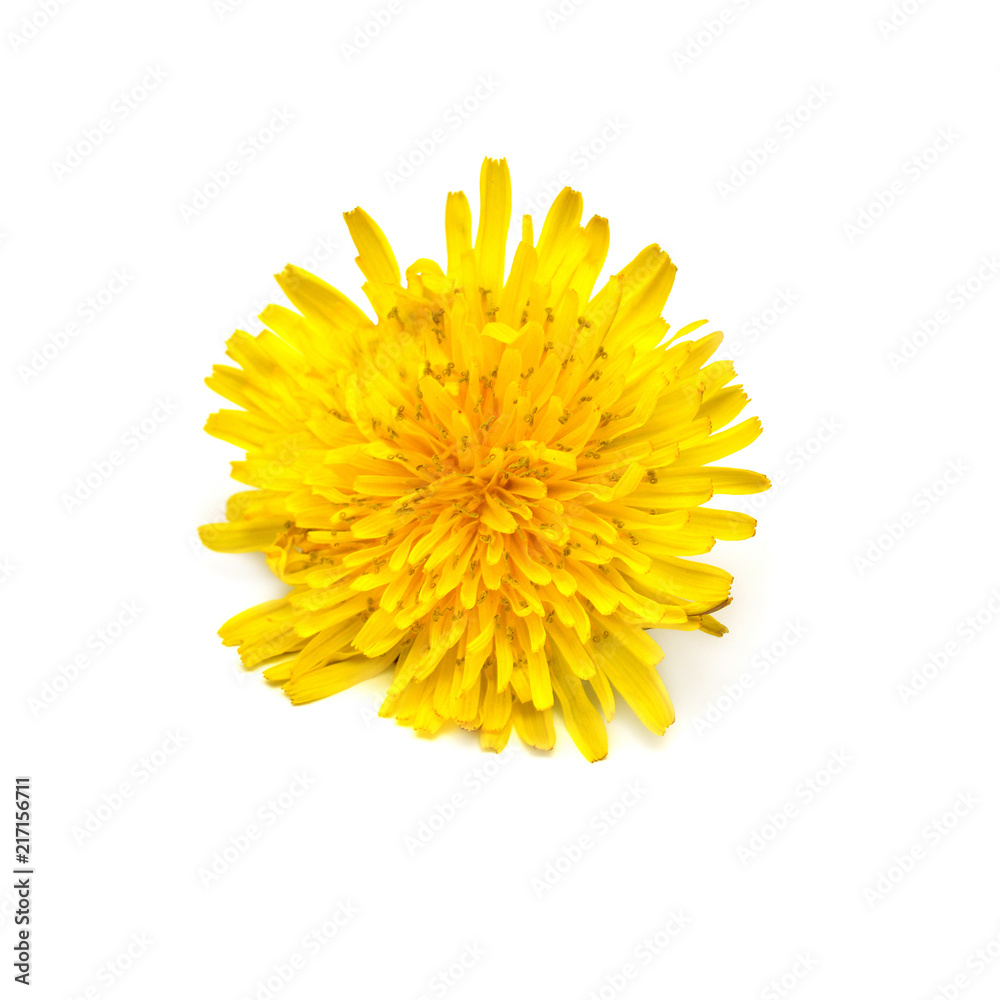 Flower yellow dandelion isolated on a white background. Flat lay, top view Flower yellow dandelion isolated on a white background. Flat lay, top view