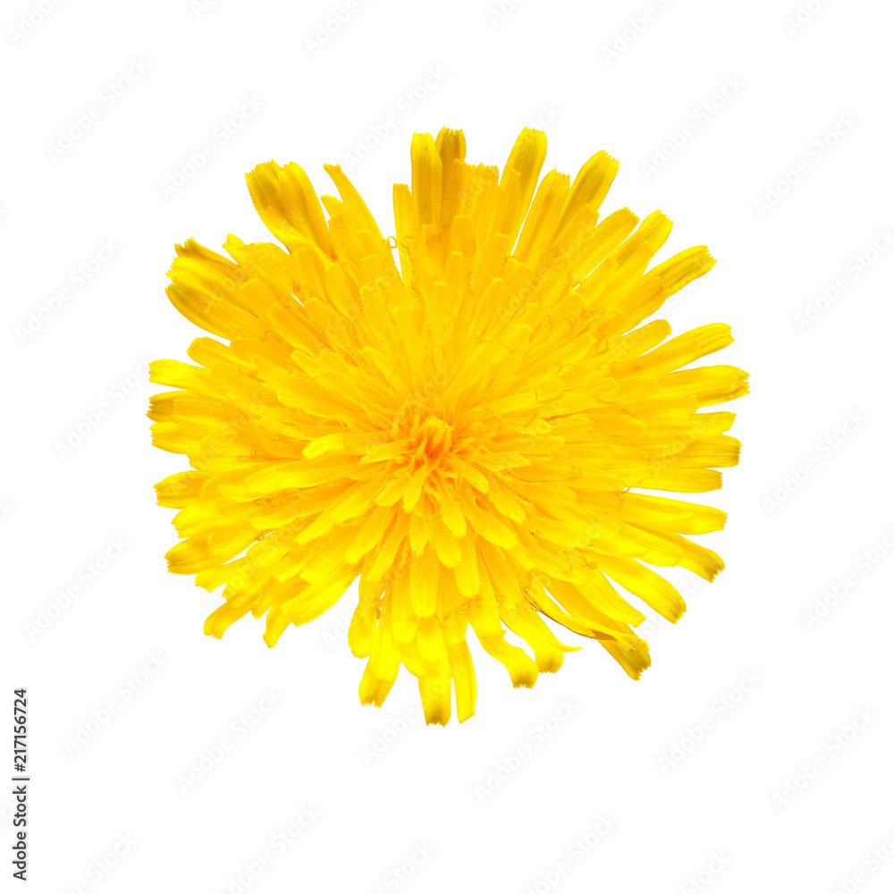 Fototapeta premium Flower yellow dandelion isolated on a white background. Flat lay, top view