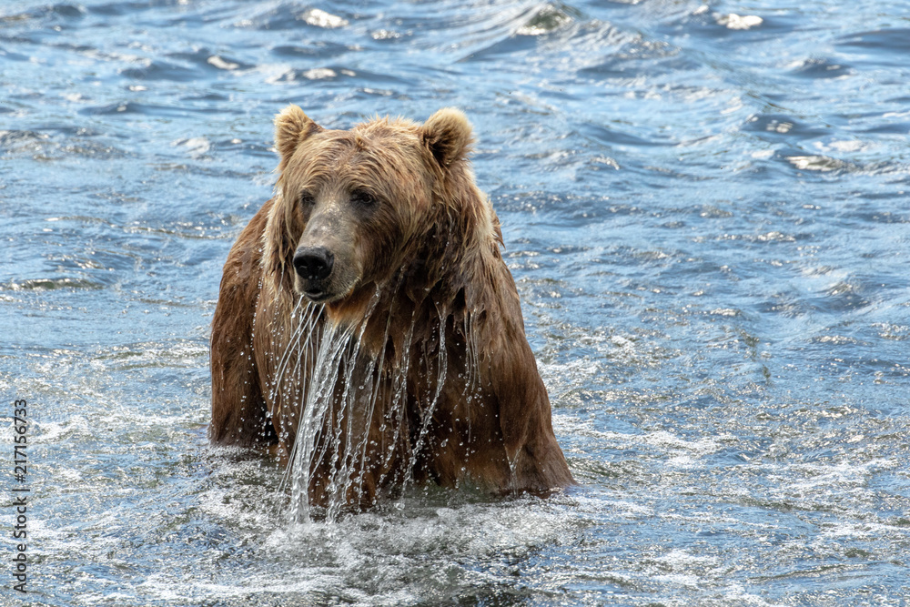 Kodiak Bear Kodiak Bear