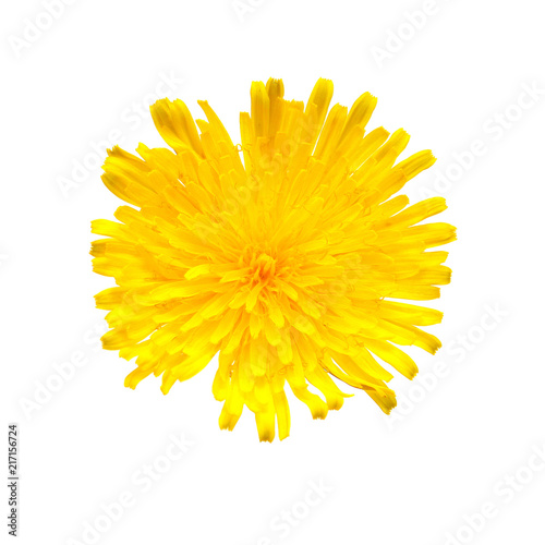 Flower yellow dandelion isolated on a white background. Flat lay, top view