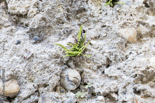 farn in mauer