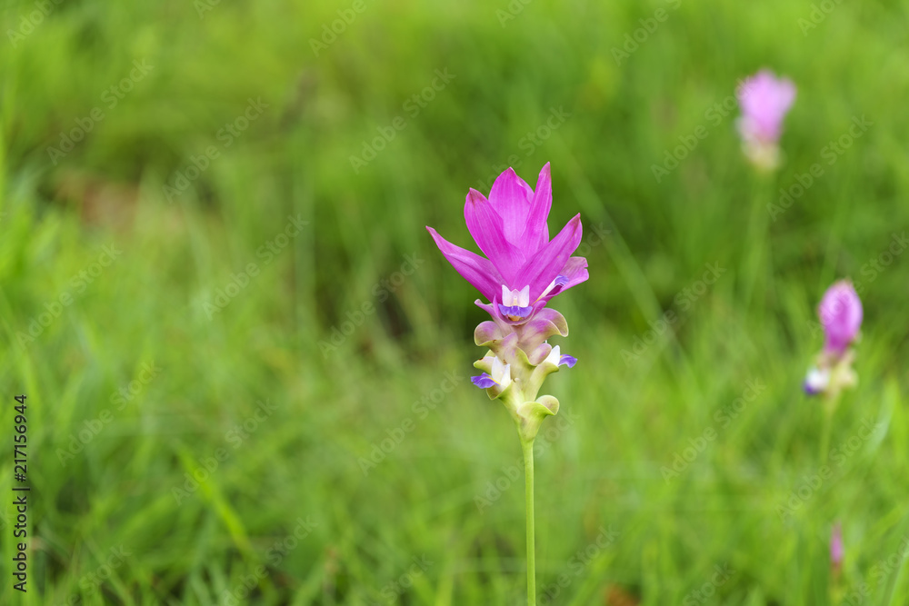 Pink Krachai flowers blooming in season with sunshine grow in Chaiyaphum, Thailand. Pink Krachai flowers blooming in season with sunshine grow in Chaiyaphum, Thailand.