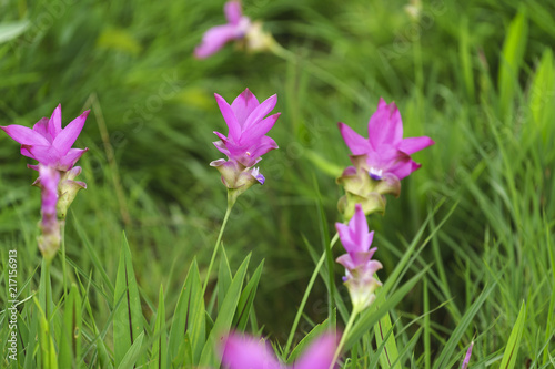 Pink Krachai flowers blooming in season with sunshine grow in Chaiyaphum  Thailand.