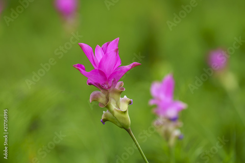 Pink Krachai flowers blooming in season with sunshine grow in Chaiyaphum, Thailand.
