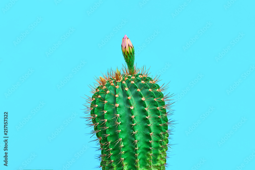 Naklejka premium Fashion Cactus with flower in Trendy Color.Minimal