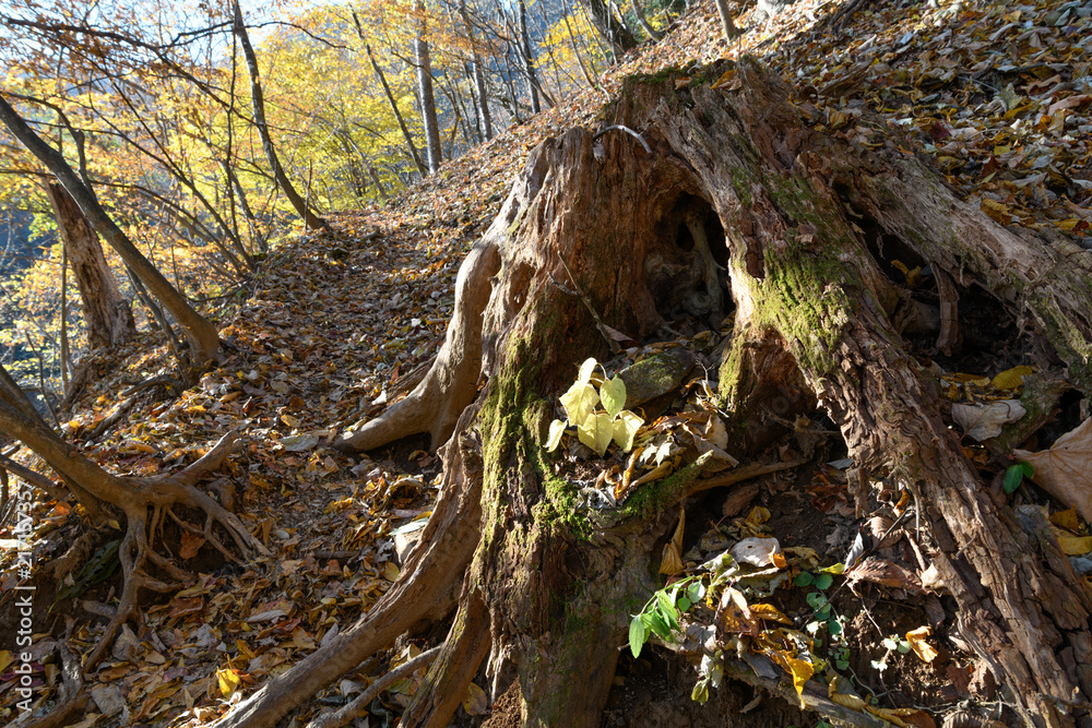 Obraz premium 両神山の秋の登山道