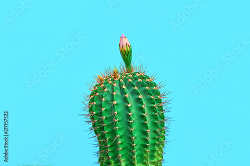 Fashion Cactus with flower in Trendy Color.Minimal