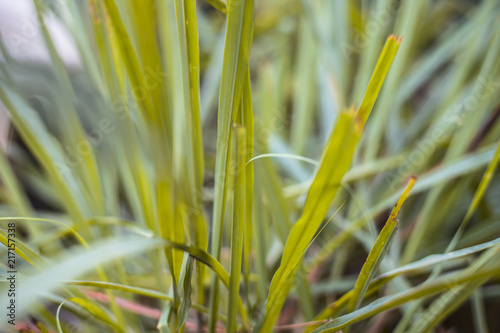 Close up of Indian lemon grass or Cymbopogon grass or lili chai in a pot. photo