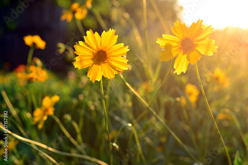Flower of a yellow daisy in the garden against the background of sunset and sun