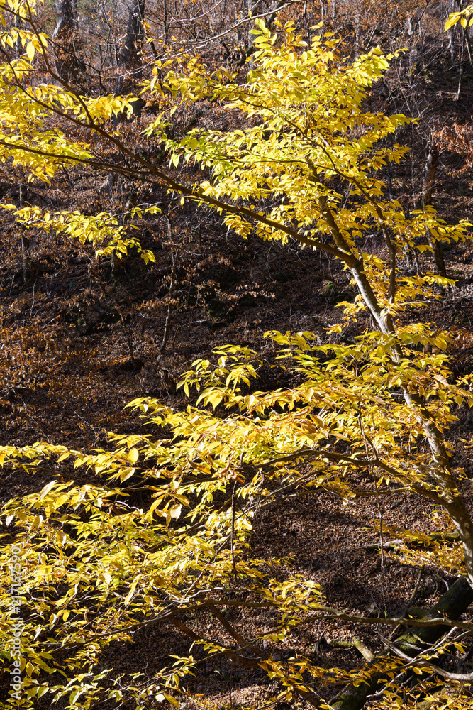 両神山の紅葉 両神山の紅葉