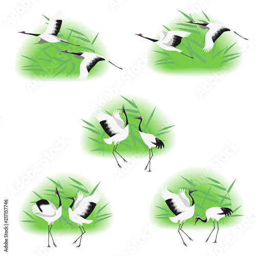 Red-crowned Cranes  in Reed Thickets