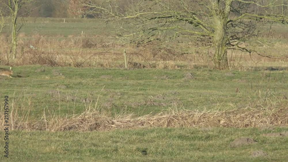 European hare sitting running from left to right on the field European hare sitting running from left to right on the field