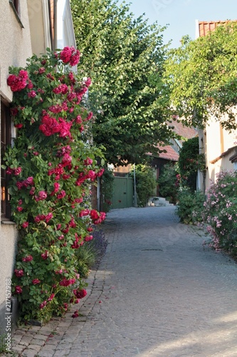Fototapeta Naklejka Na Ścianę i Meble -  Città delle rose