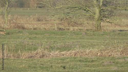 European hare sitting running from left to right on the field